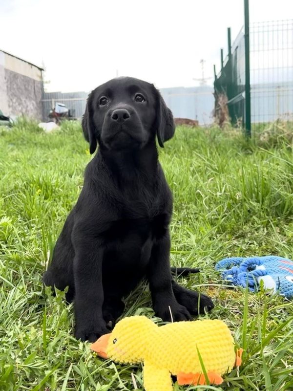 Onyx - Black Labrador Puppy for Sale