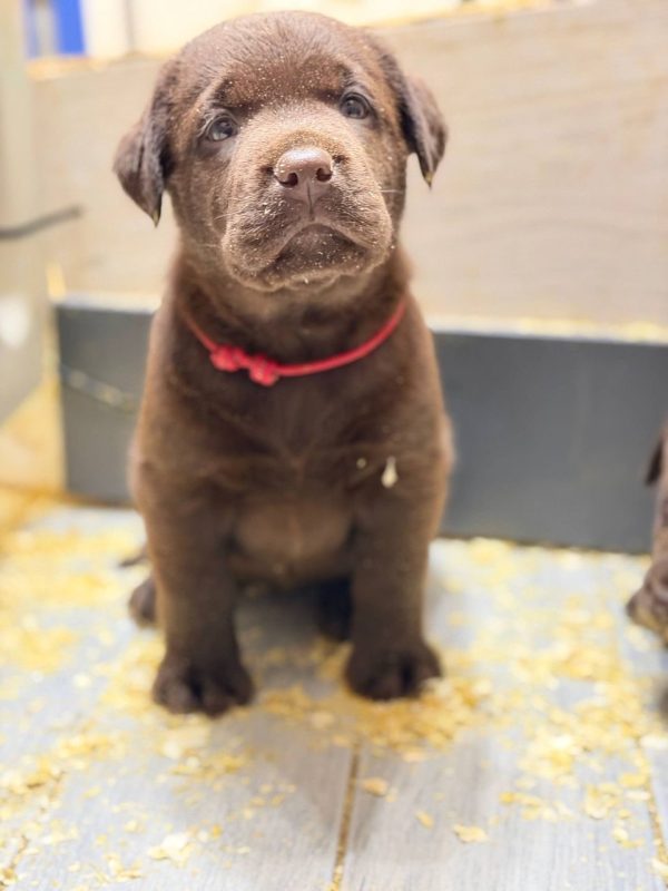 Rocco - Chocolate Labrador Puppy for Sale