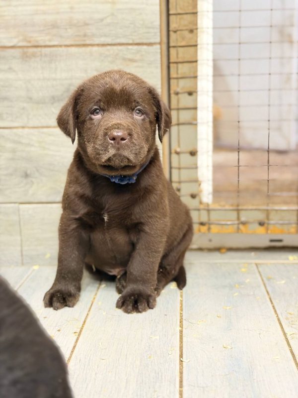 Bruno - Chocolate Labrador Puppy for Sale