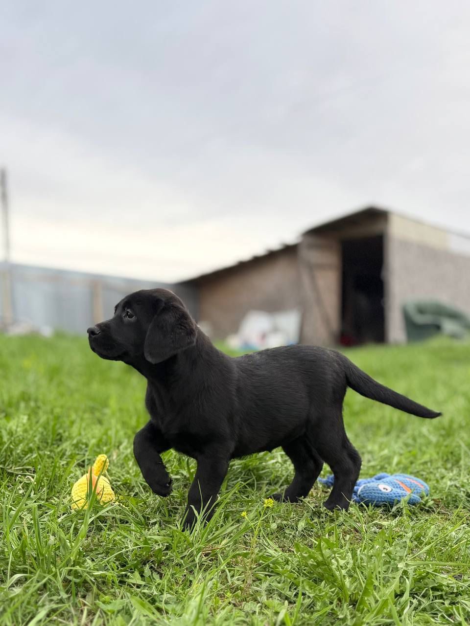Onyx