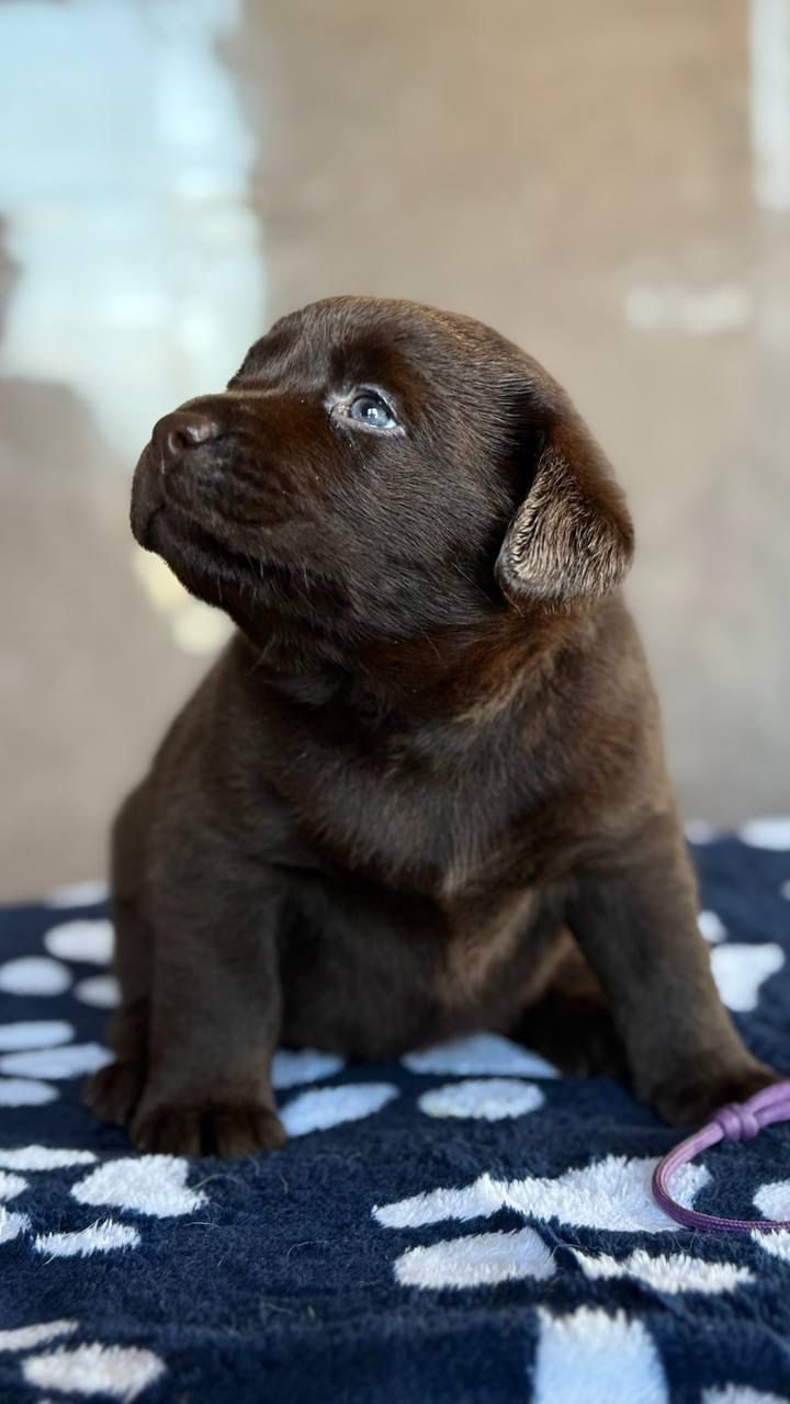 Nova