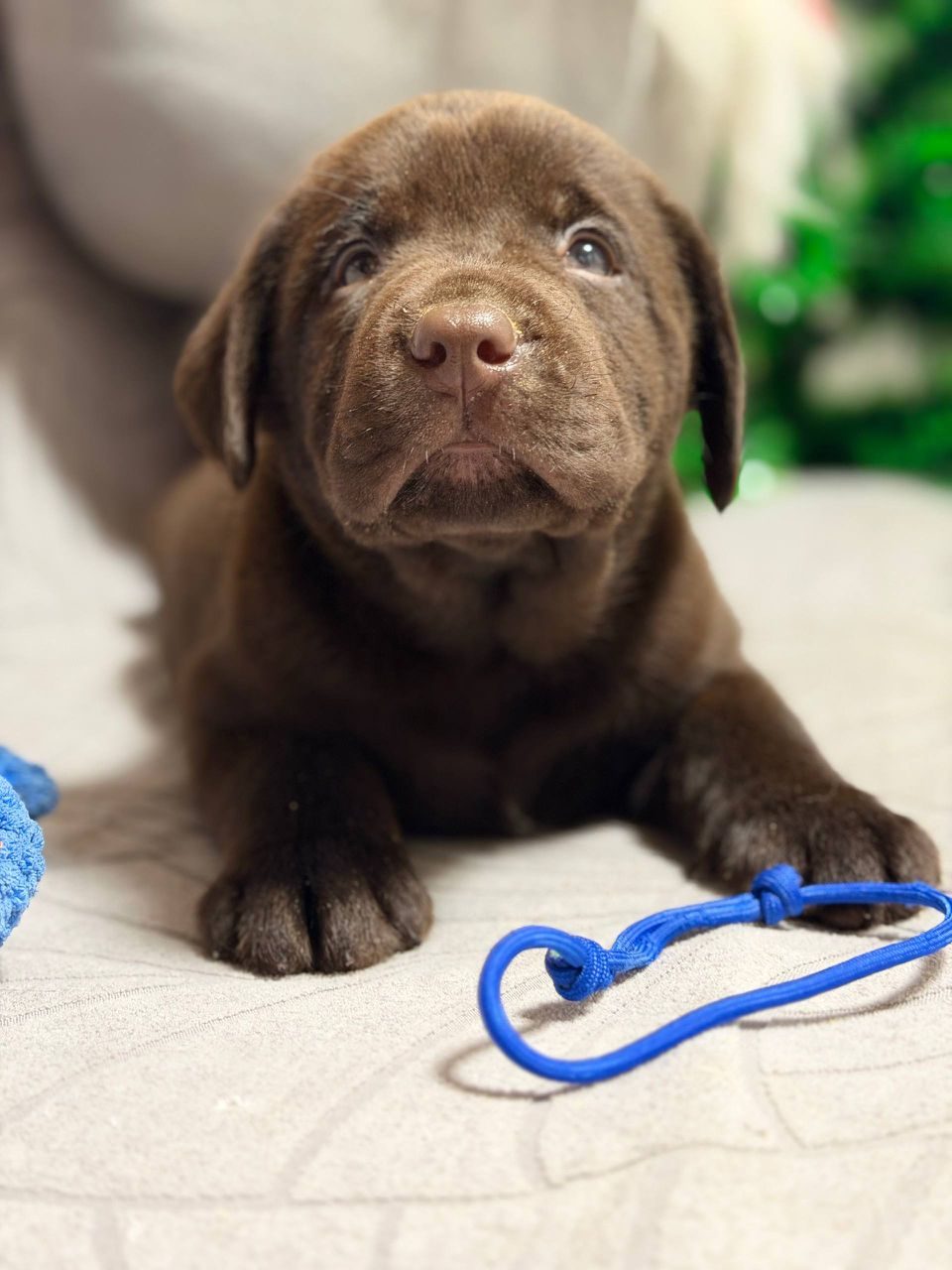 Bruno