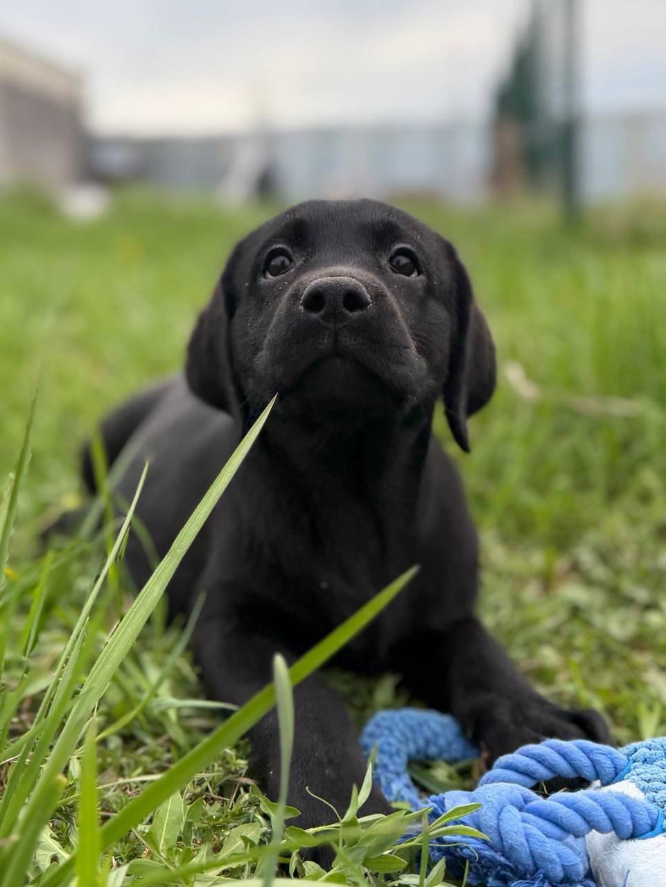 Onyx
