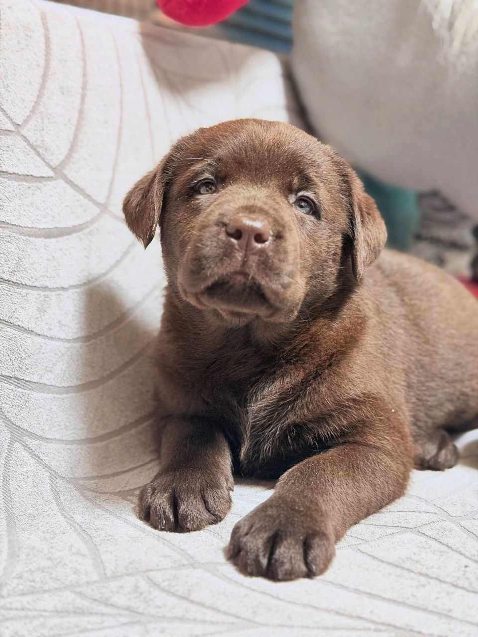 Cocoa
