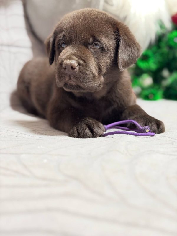 Nova - Chocolate Labrador Puppy for Sale