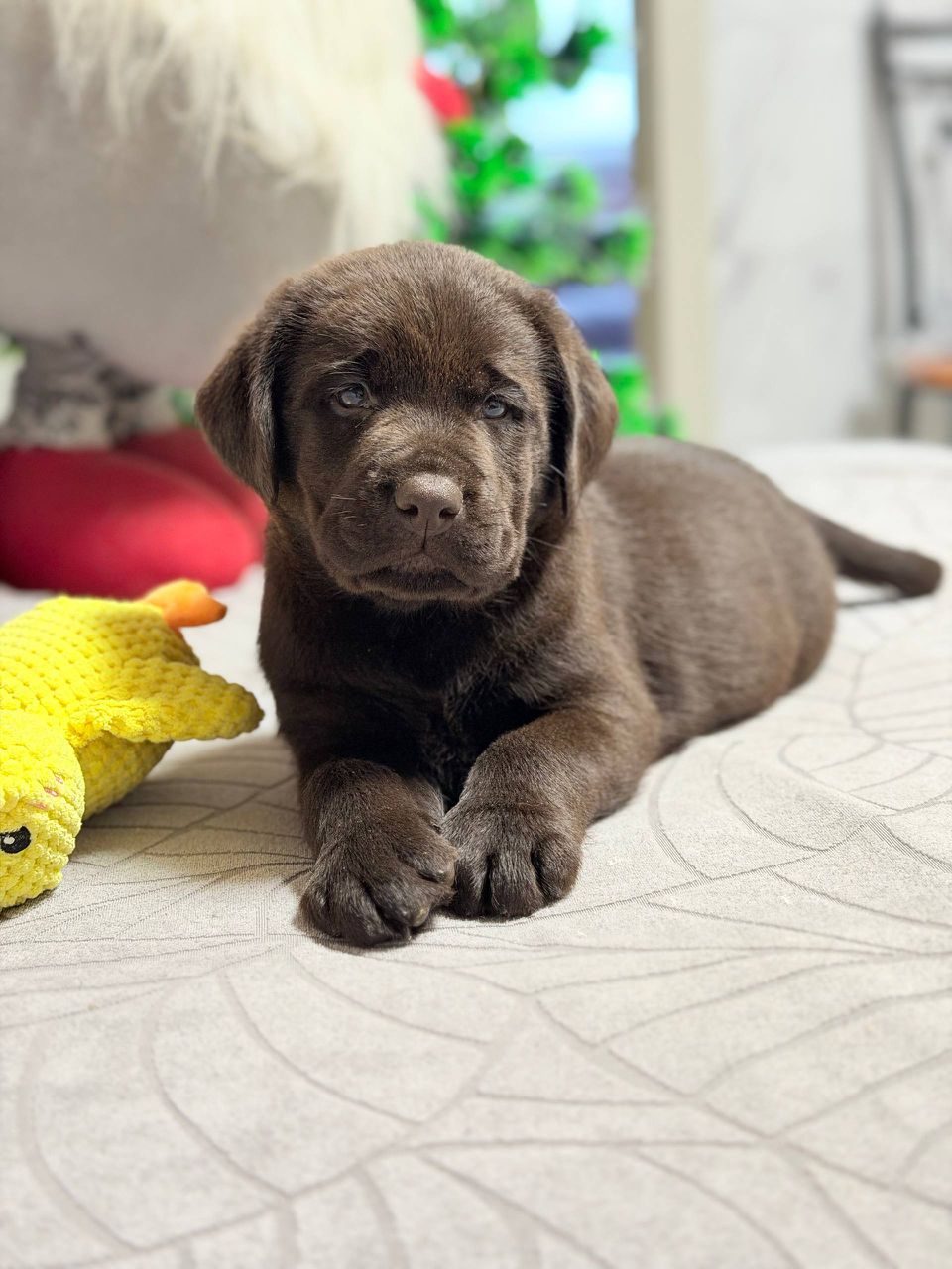 Cocoa
