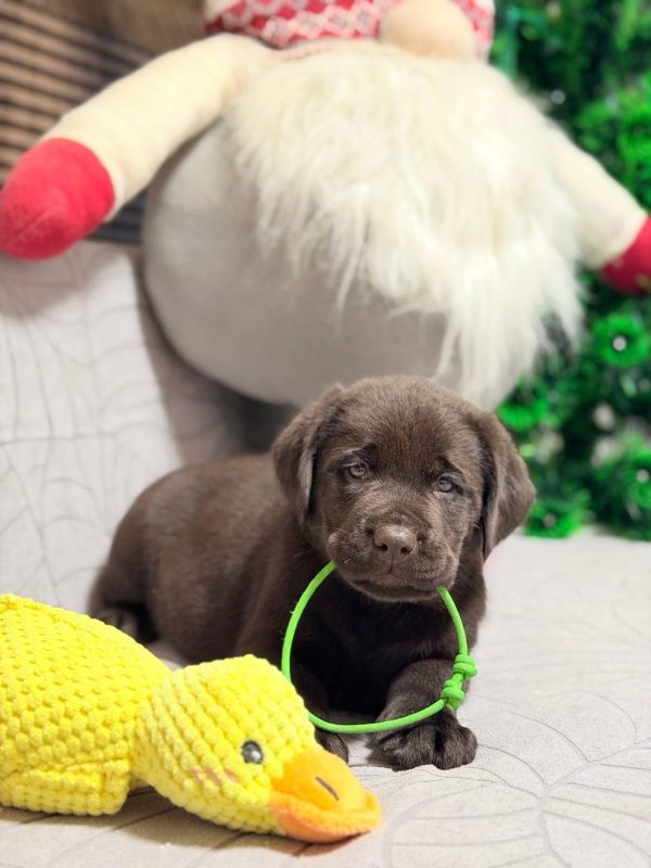 Luna - Chocolate Labrador Puppy for Sale