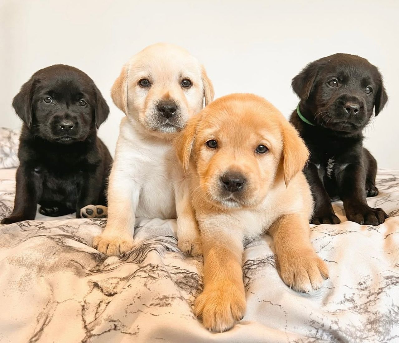 Puppy cuddles at Everhome