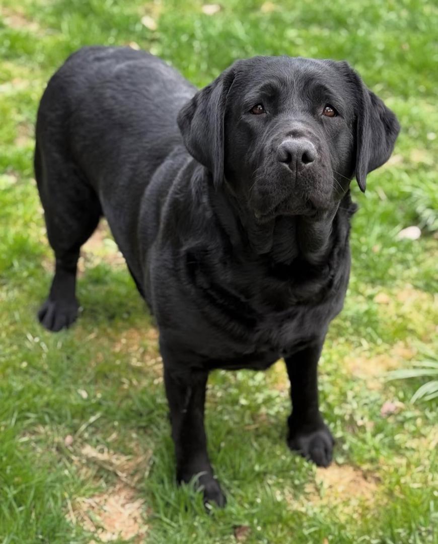 Ella - yellow Labrador