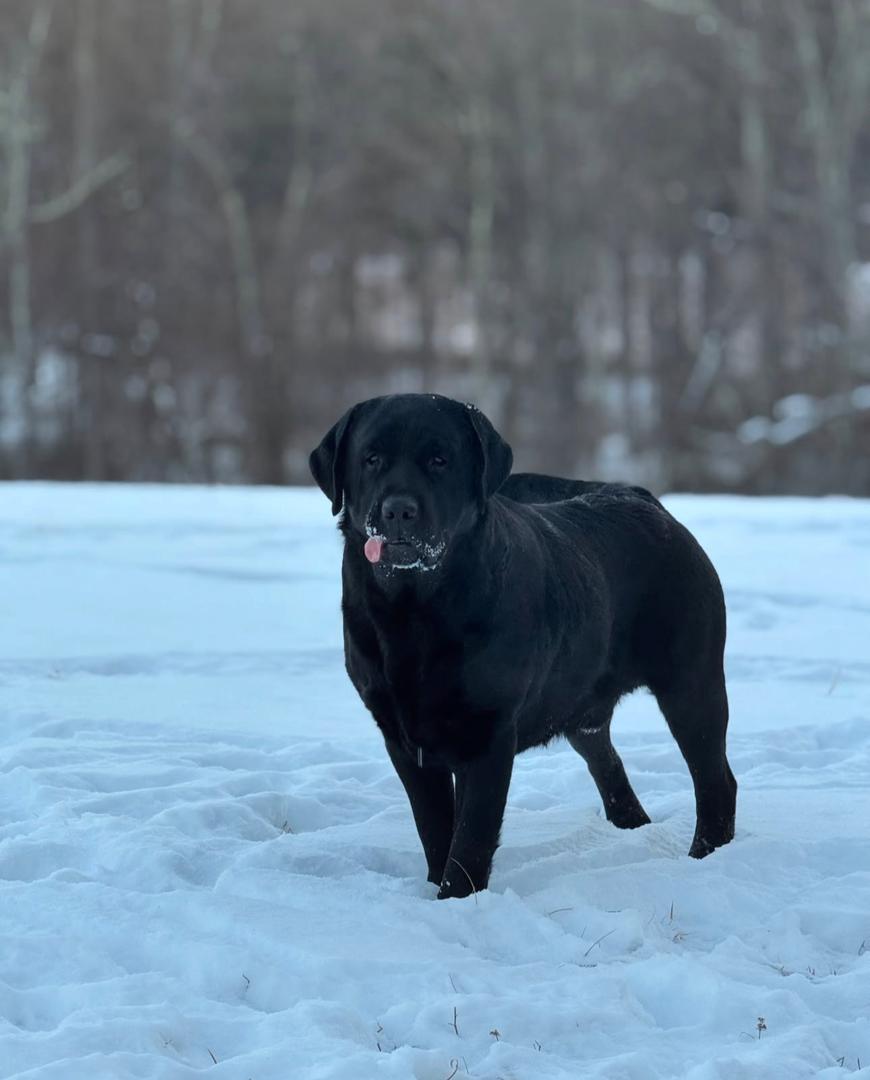 Oakley - black Labrador