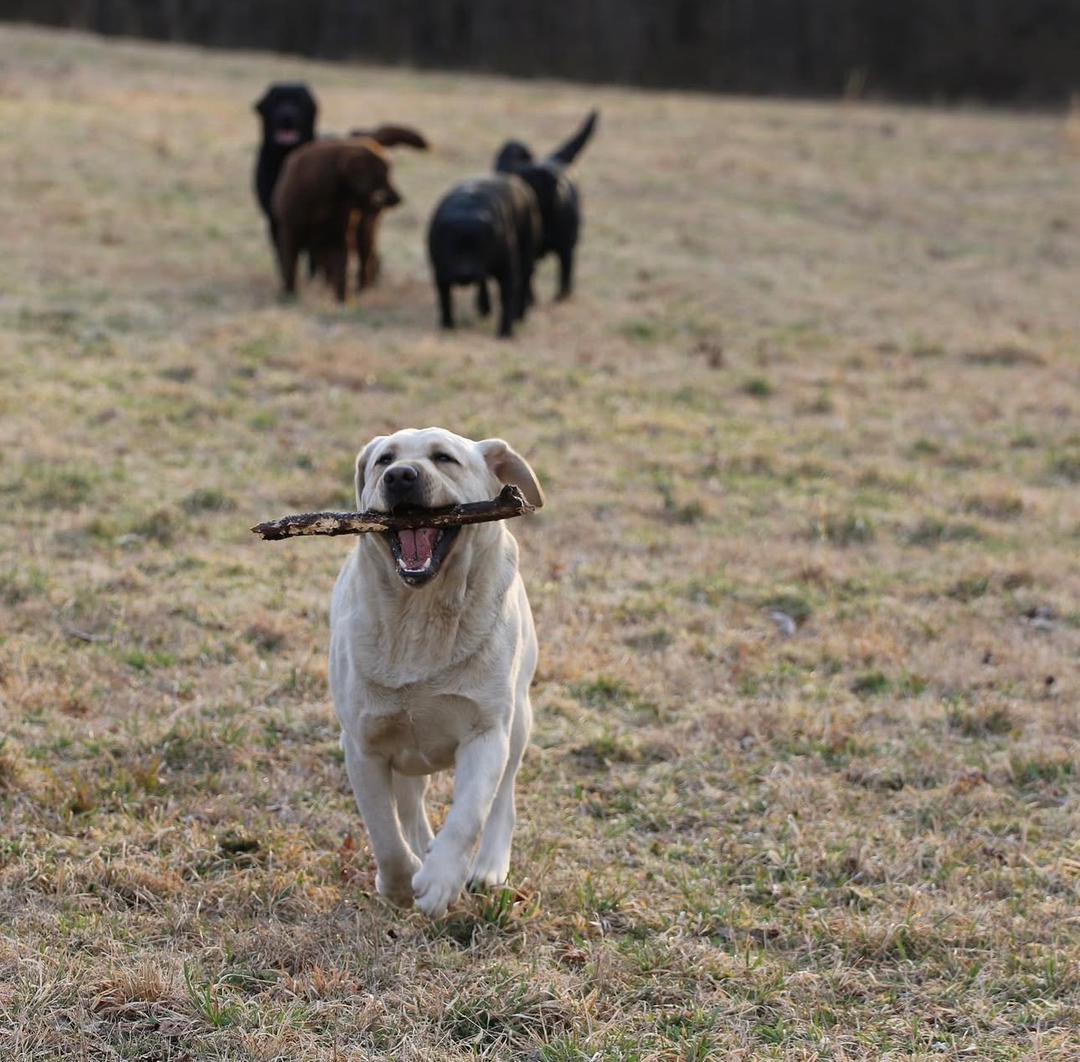 Freya - chocolate Labrador