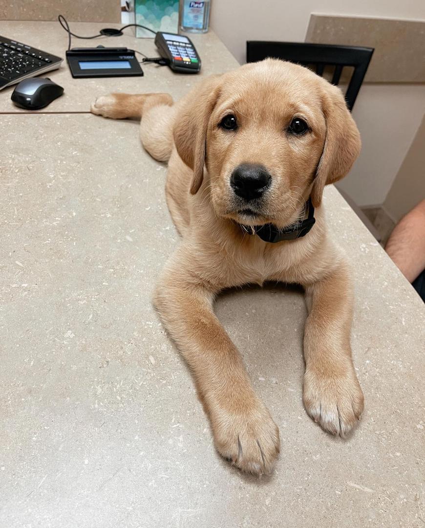Healthy Labrador puppy at vet check