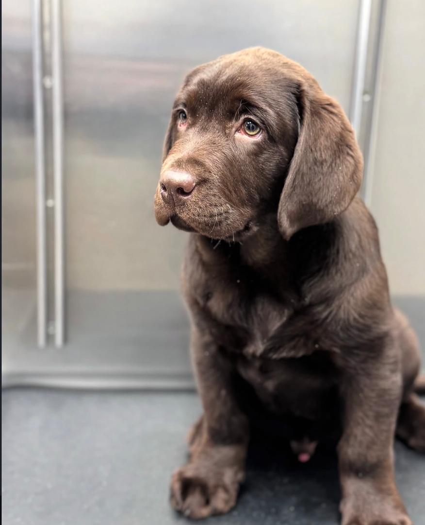 Preston - Chocolate Labrador - Image 2