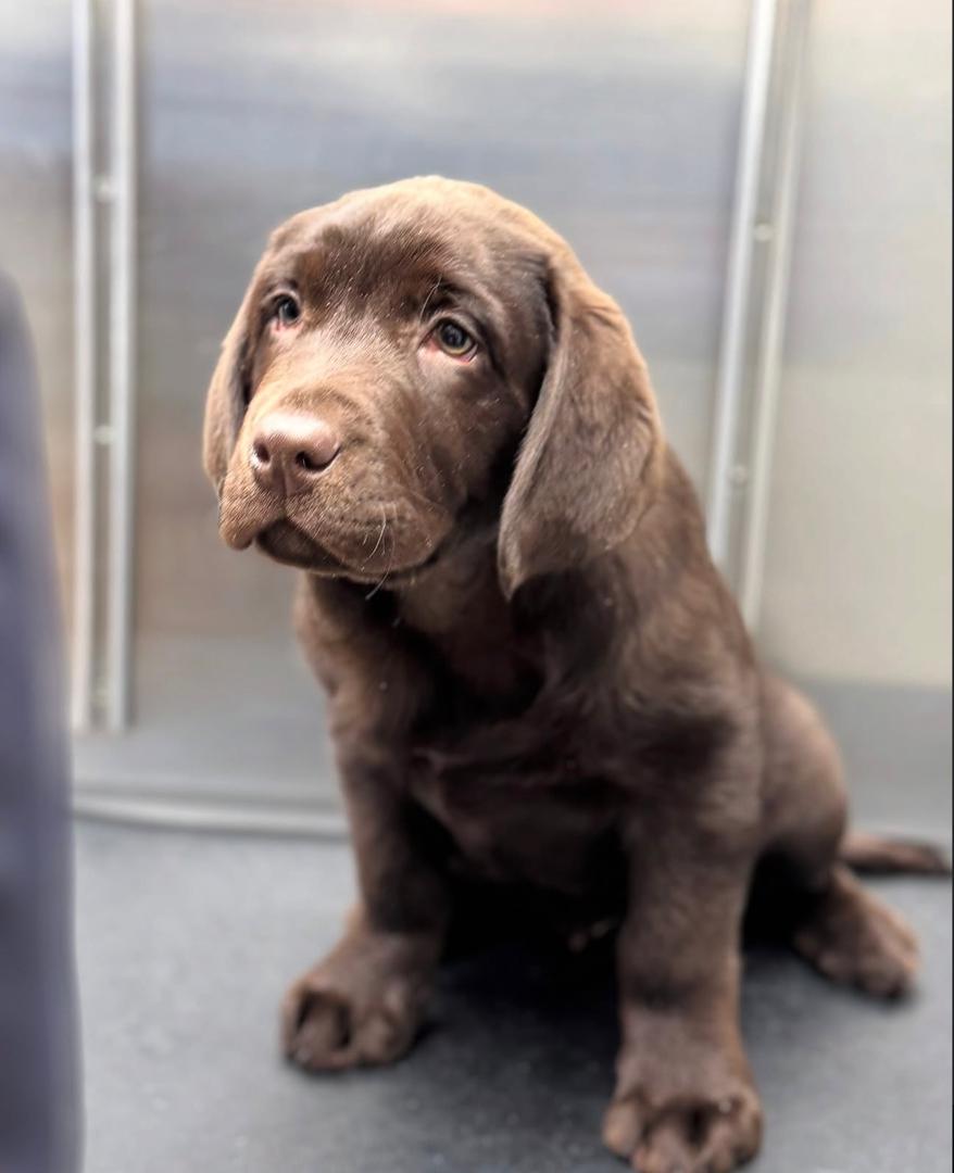Preston - Chocolate Labrador - Image 3