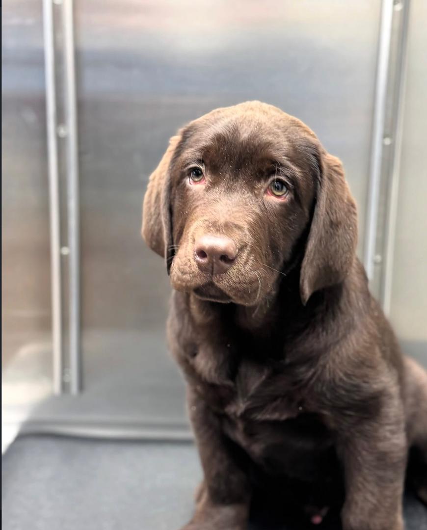 Preston - Chocolate Labrador - Image 4