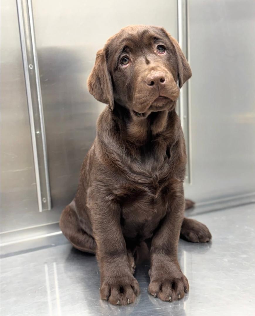 Preston - Chocolate Labrador