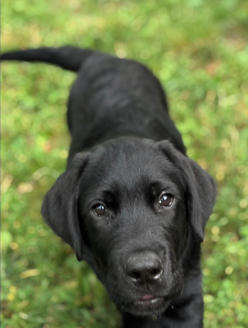 Ella - Black Labrador - Image 2