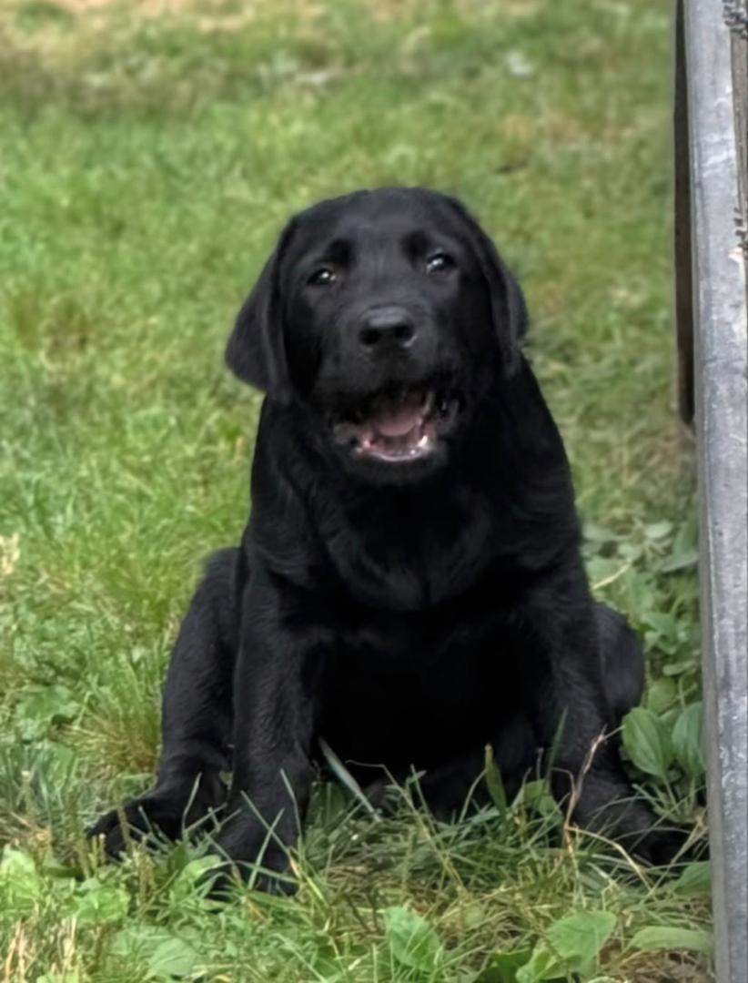 Ella - Black Labrador - Image 4