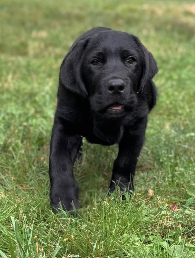 Ella - Black Labrador - Image 3