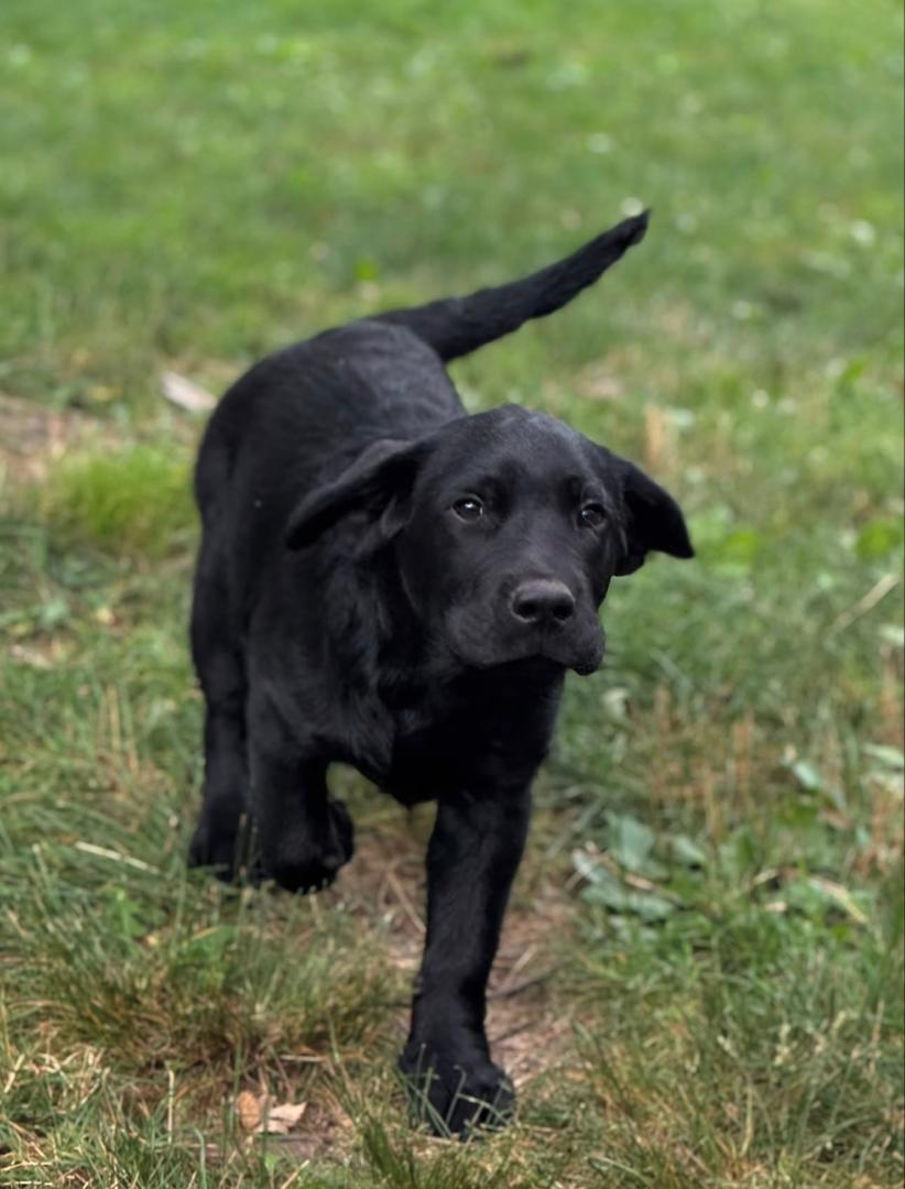Ella - Black Labrador - Image 5