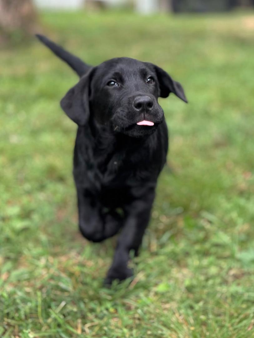 Ella - Black Labrador - Image 7