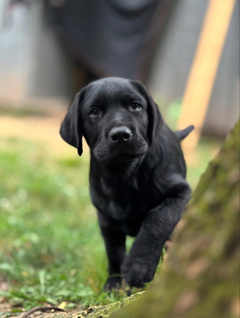 Ella - Black Labrador - Image 6