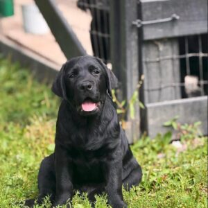 Ella - Black Labrador
