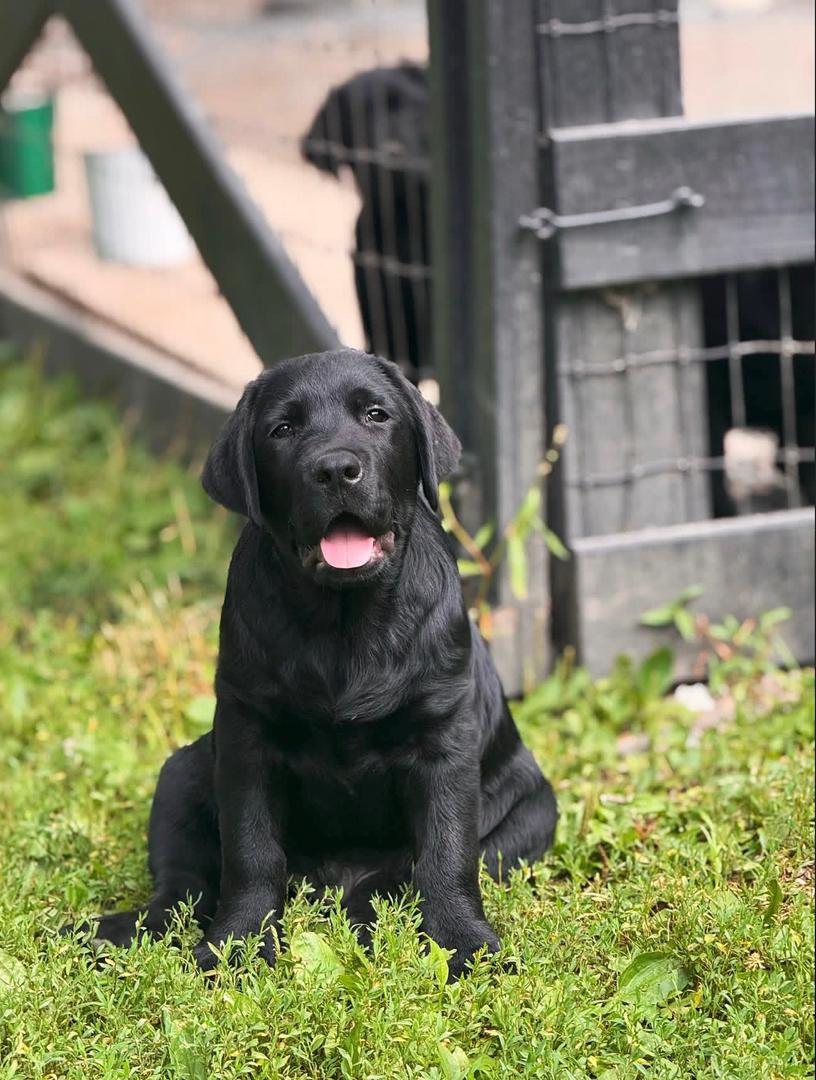Ella - Black Labrador