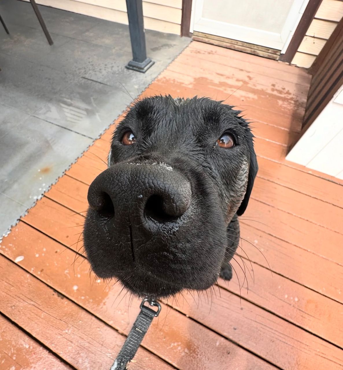 Meet Luna. Your next best friend. - Image 7