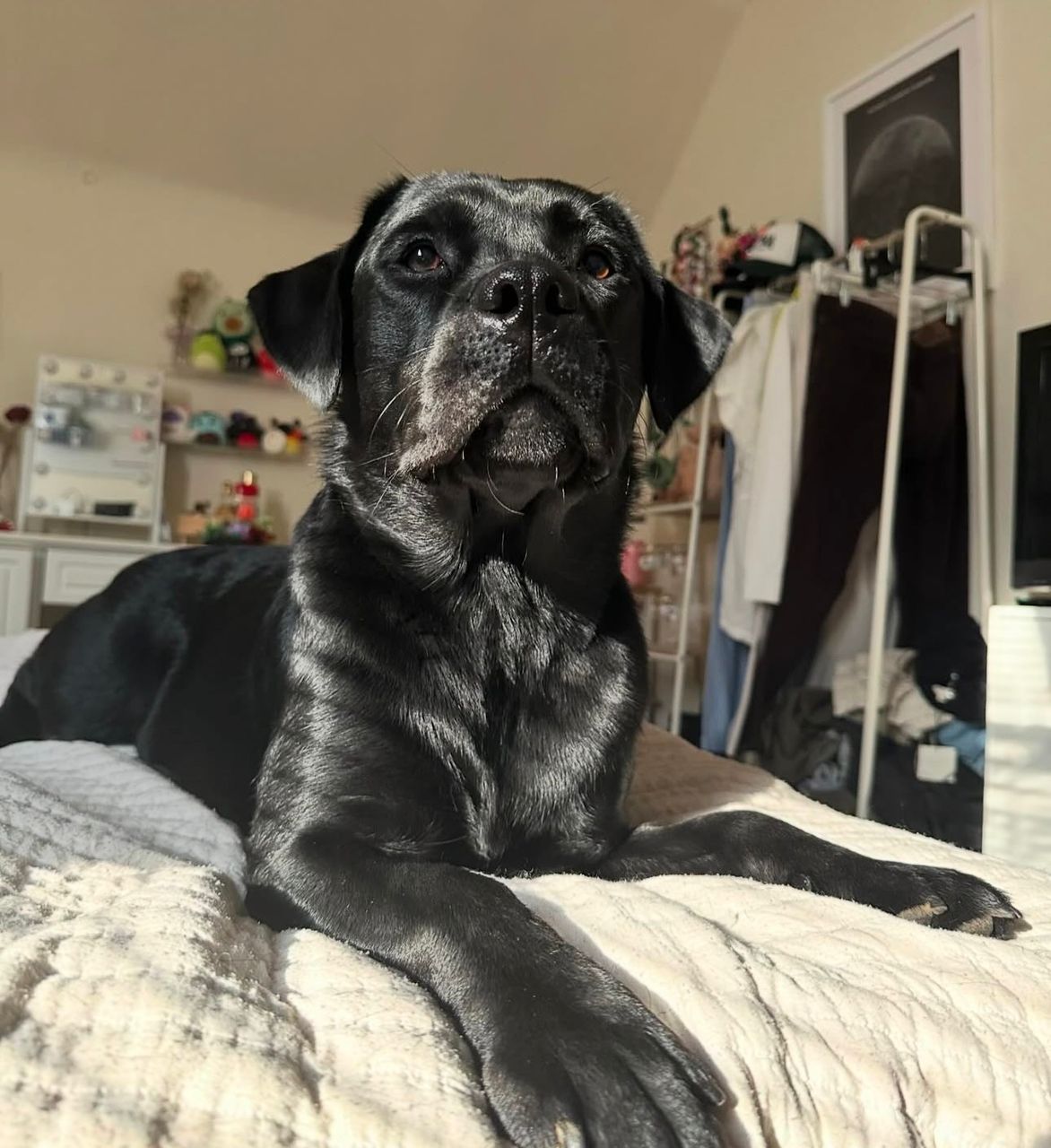 Meet Luna. Your next best friend. - Image 6