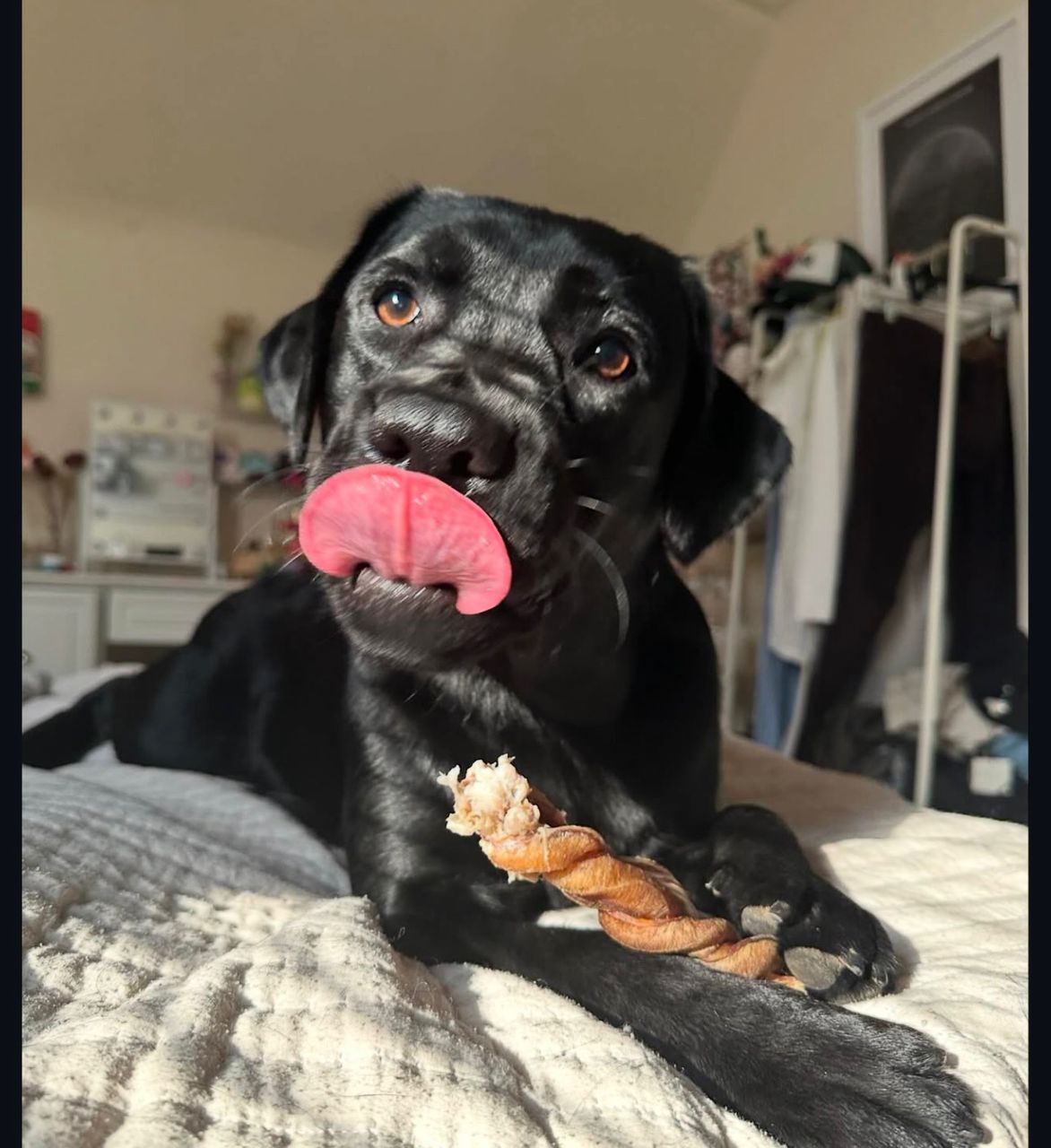 Meet Luna. Your next best friend. - Image 4