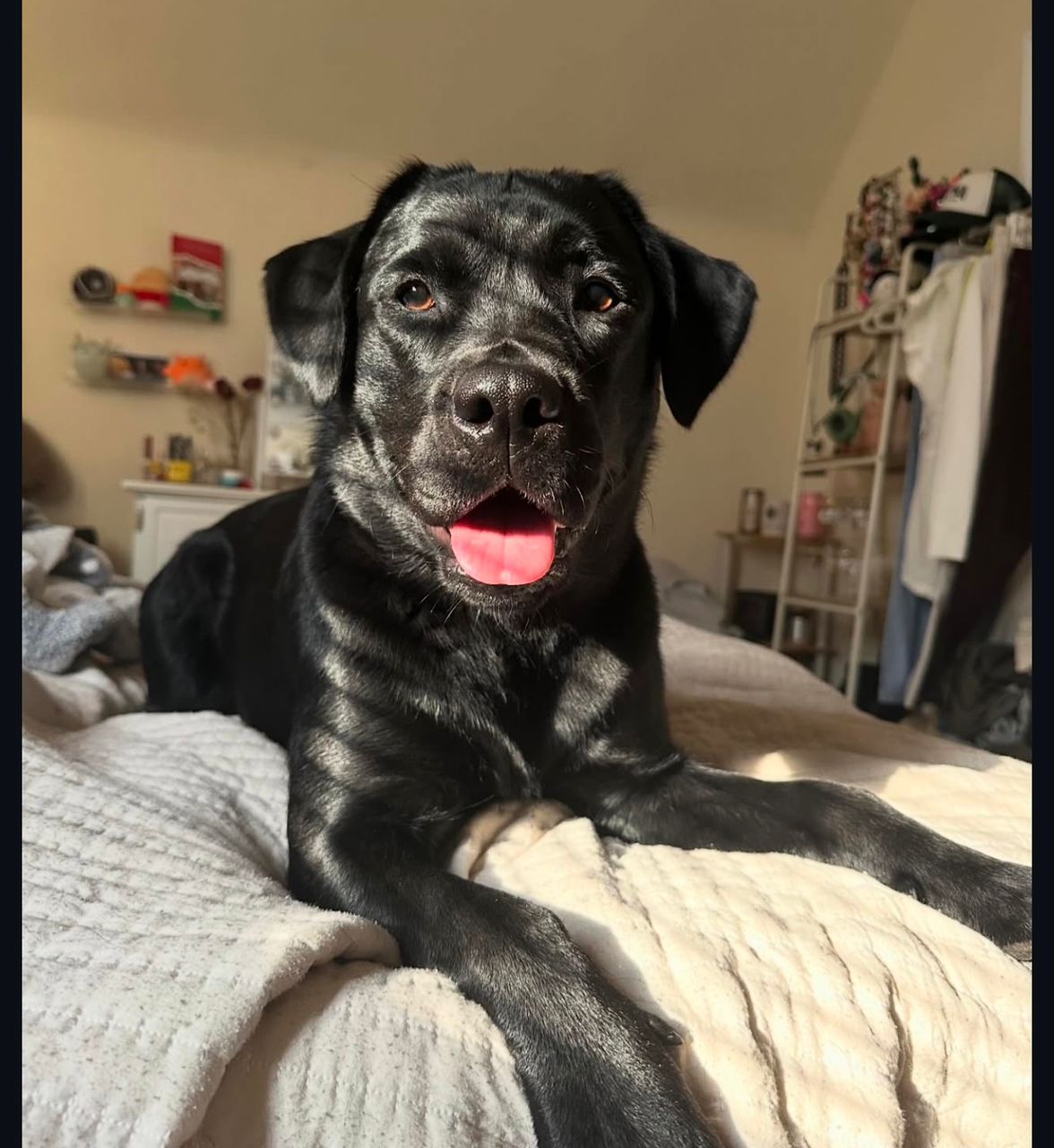 Meet Luna. Your next best friend. - Image 5