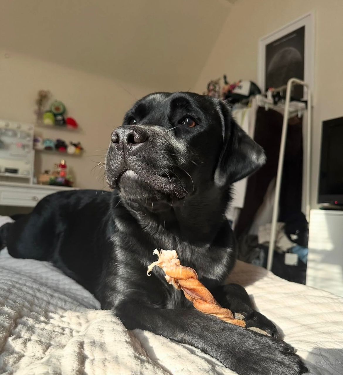 Meet Luna. Your next best friend. - Image 2