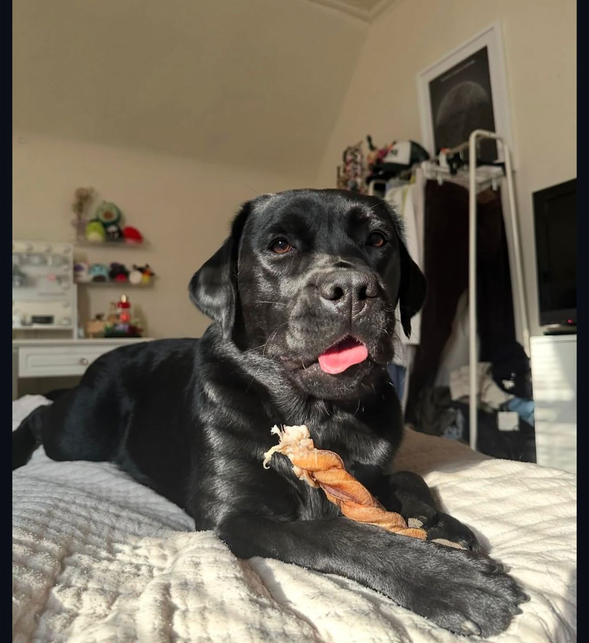 Meet Luna. Your next best friend. - Image 3