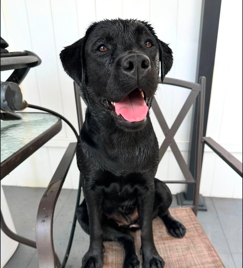 Meet Luna. Your next best friend.