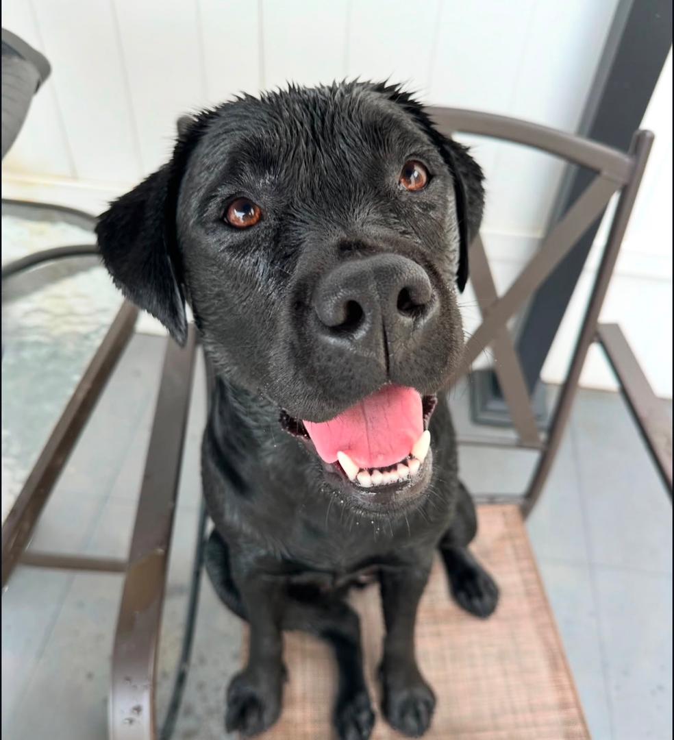 Meet Luna. Your next best friend. - Image 8