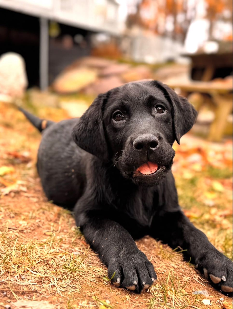 Dexter – Black Labrador Puppy