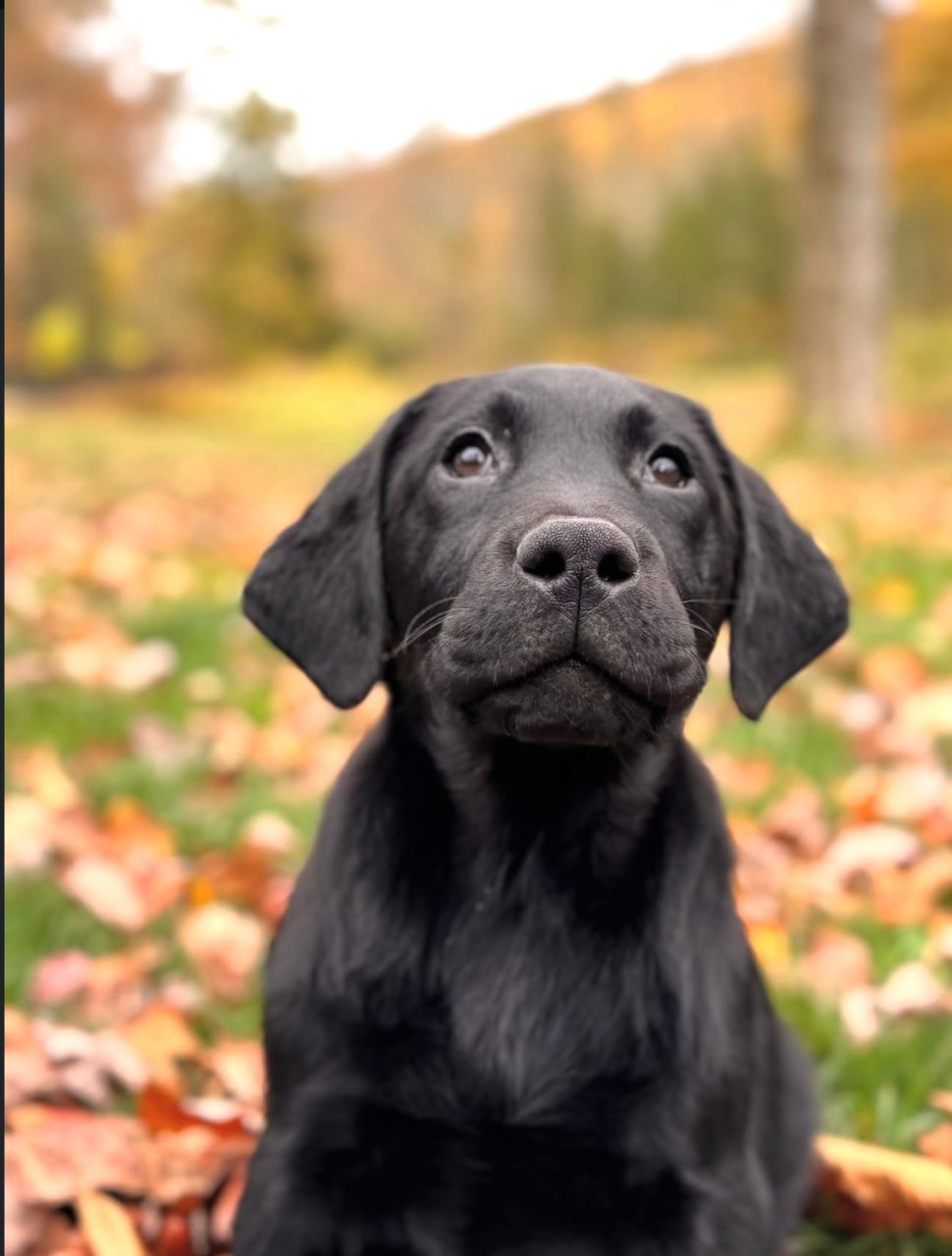 Dexter – Black Labrador Puppy - Image 4