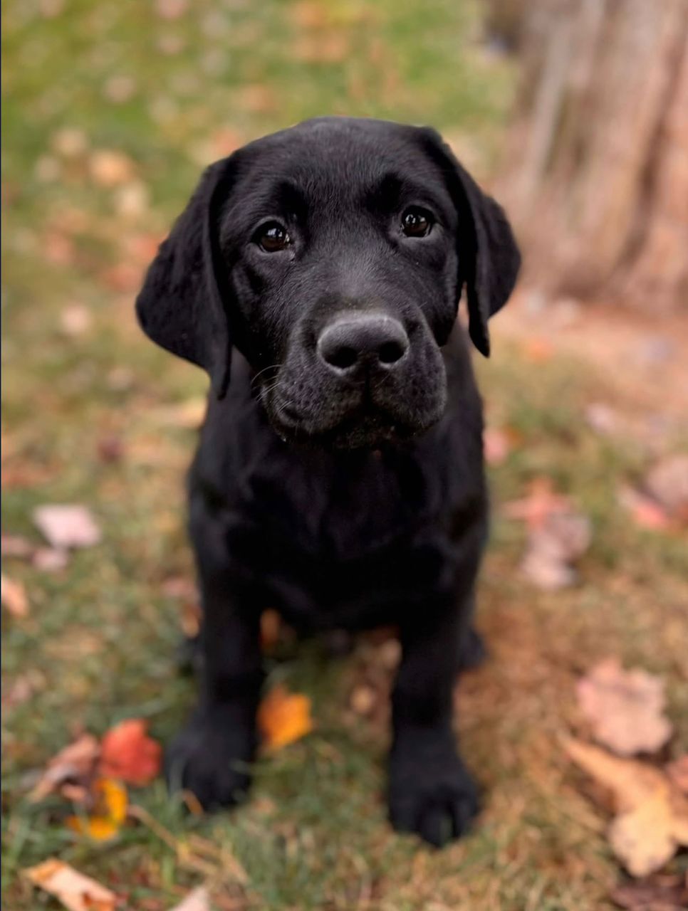 Dexter – Black Labrador Puppy - Image 3