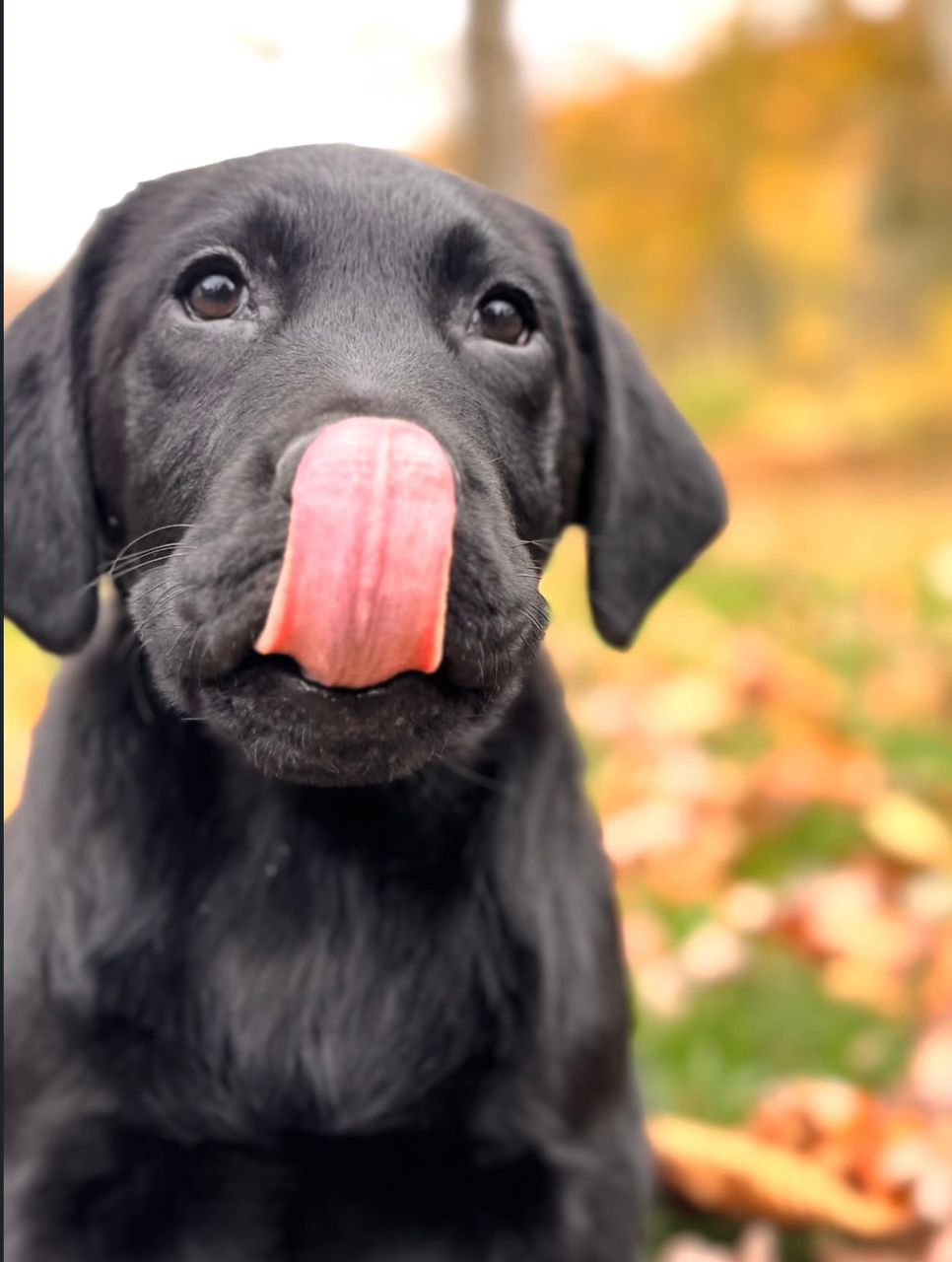 Dexter – Black Labrador Puppy - Image 2