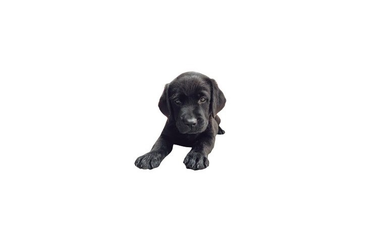 Labrador Puppy