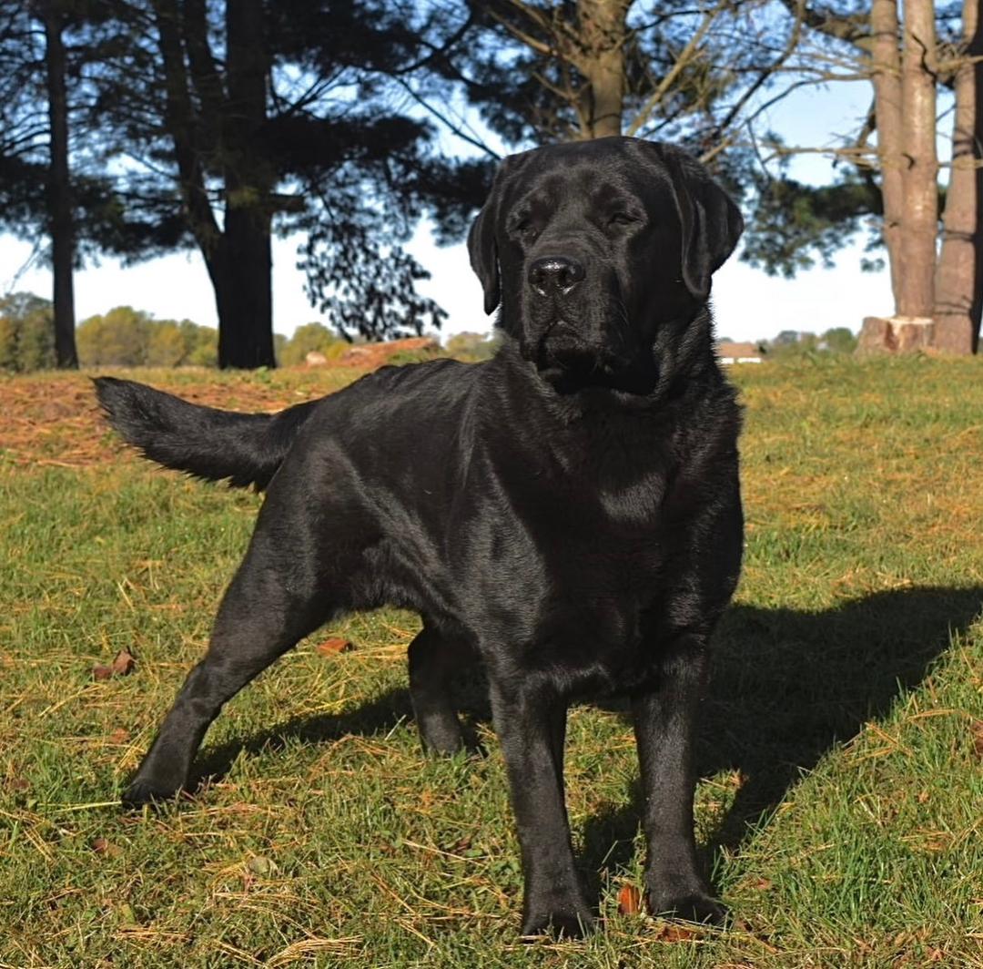 Huck – Black Labrador Sire