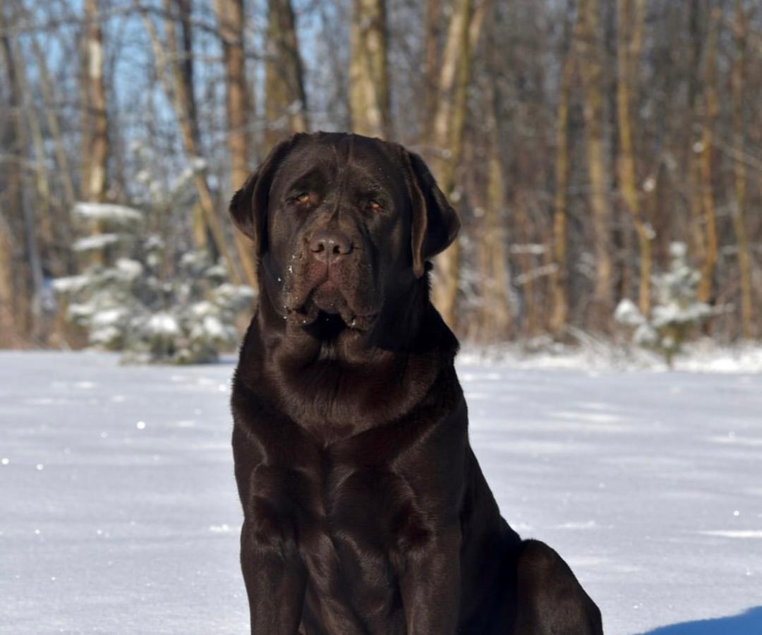  – Chocolate Labrador Dam