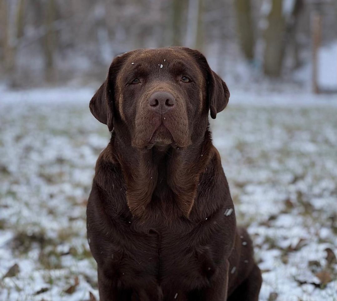 Tilly - Chocolate Labrador Dam