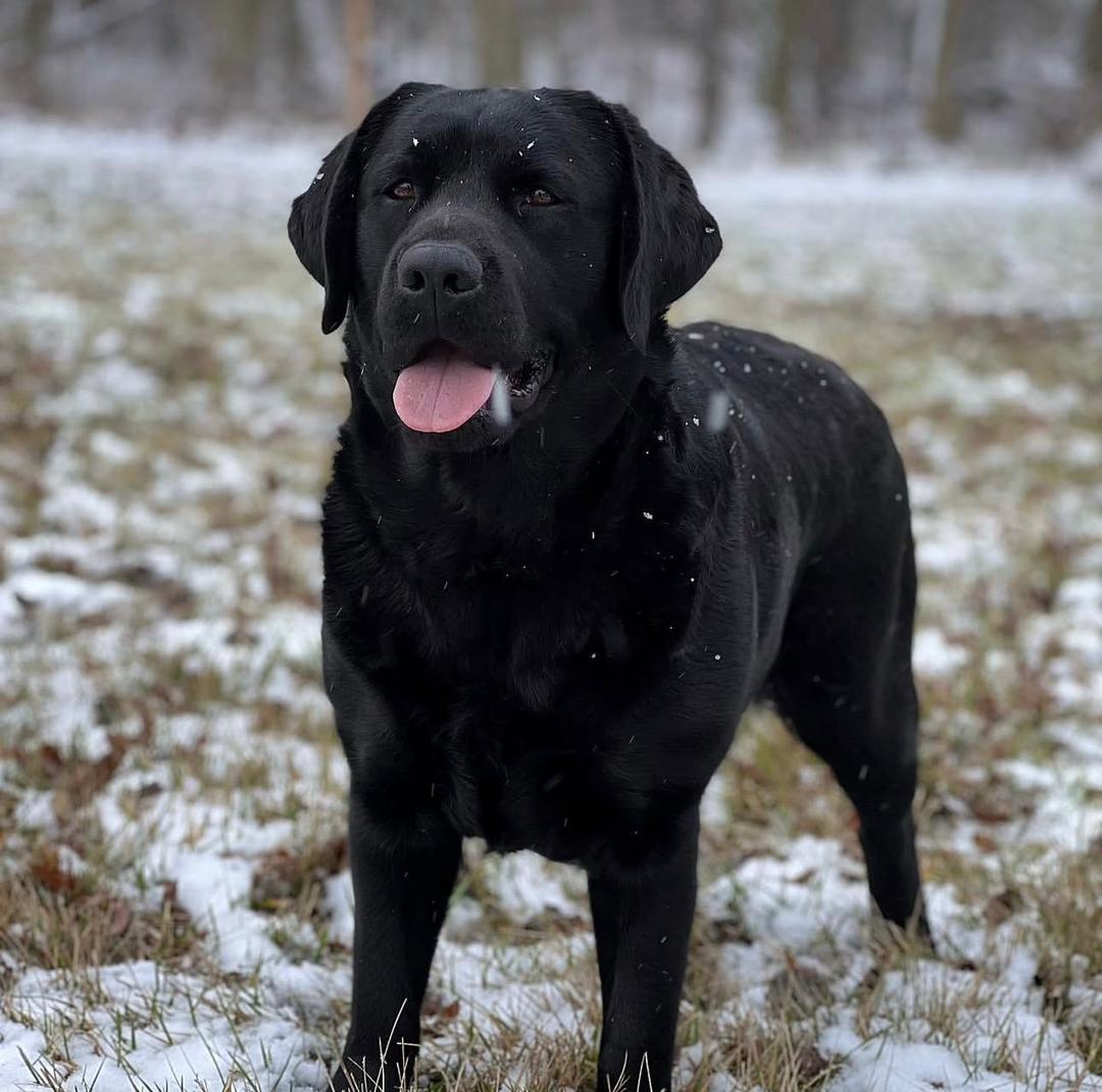 Huck - Black Labrador Sire