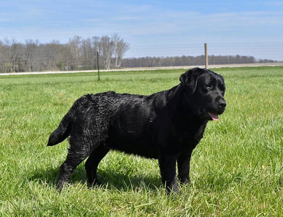 Ella – Black Labrador Dam