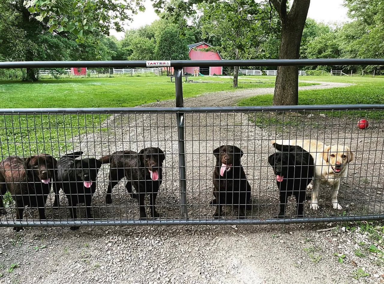 Everhome Labradors Crew