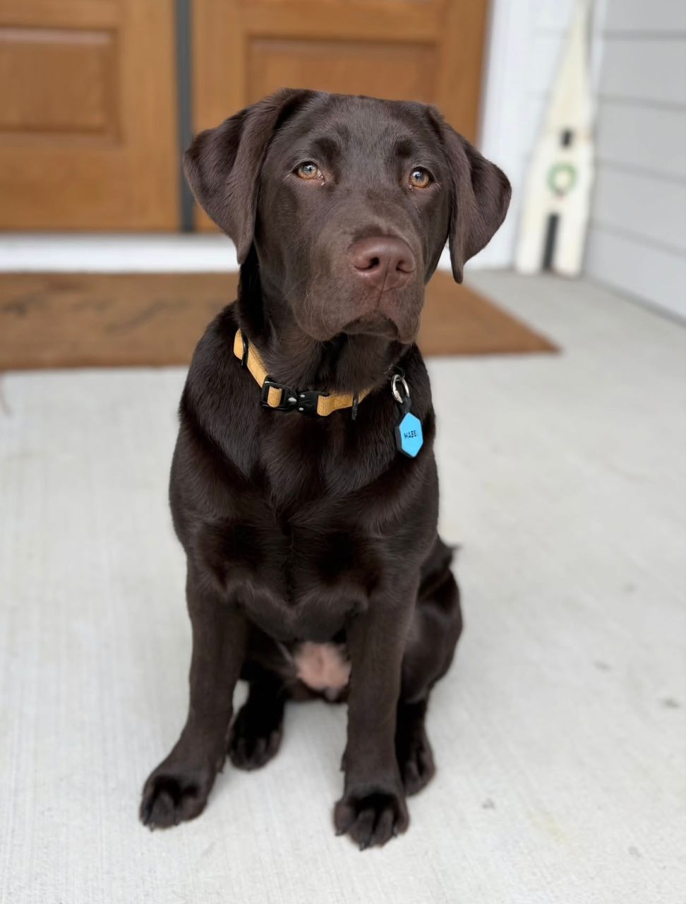 Mabel - Chocolate Labrador
