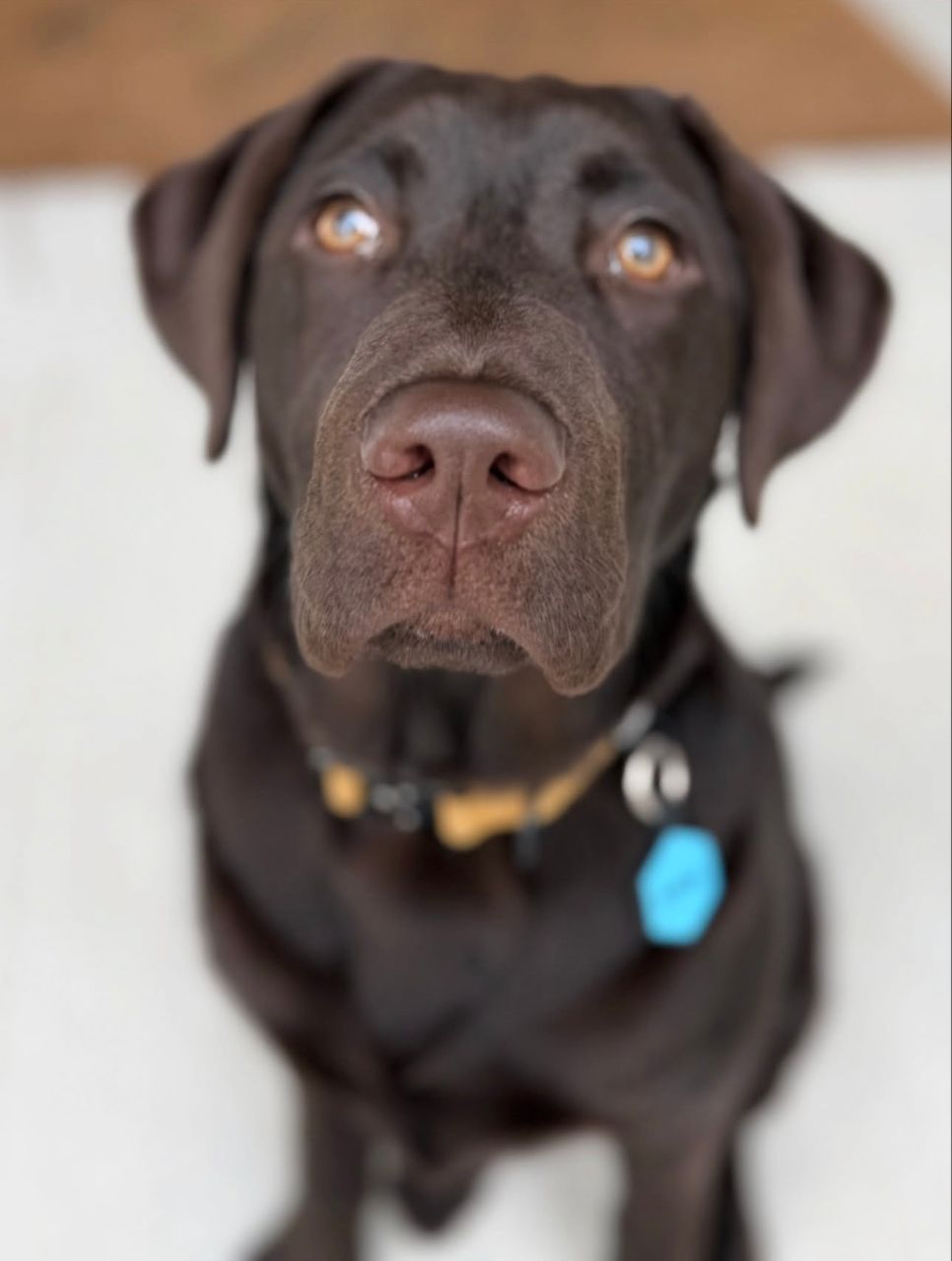Mabel Chocolate Labrador